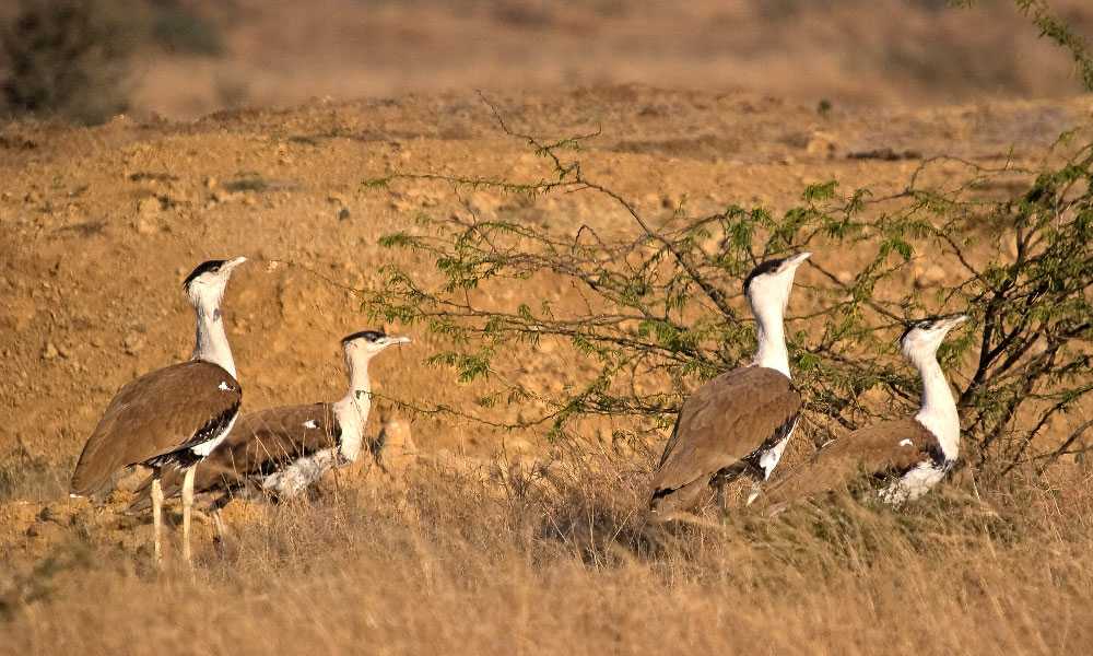 JAISALMER national park